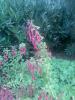 Fuchsia ( Küpe çiçe&#287;i )