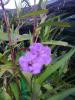 Ruellia Brittoniana - Mexican Petunia