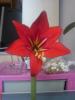 Amaryllis