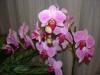 Phalaenopsis