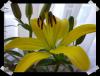 Lilium2