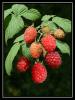Ahududu ( Rubus Idaebus ) / Rosaceae
