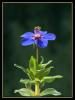 Fare kula (Anagallis arvensis)