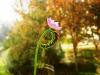 Drosera capensis ilk çiçek