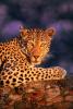 Leopar