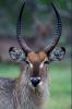 Waterbuck