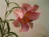 Lillium  iei