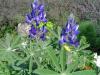 Lupinus sp.