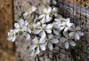 Clematis Armandii Apple Blossom