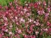 Gaura Lindheimeri