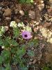 Geranium Cinereum Ballerina Pembe