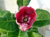 Gloxinia