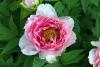 Paeonia Suffruticosa, Ay Gl, Aa akayk