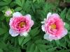 Paeonia Suffruticosa, Ay Gl, Aa akayk