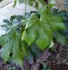 Fatsia Japonica