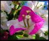 Bougainvillea