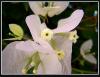 Bougainvillea