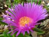 Carpobrotus edulis (Makas otu)