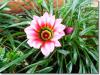 Gazania