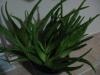 Aloevera