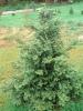 Abies Koreana Select