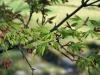 Acer Japonicum Ve Tohumlar