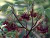 Acer Japonicum Seeds 1