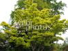 Acer Japonicum Aureum