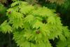 Acer Palmatum