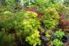 Acer Palmatum Variety