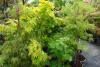 Acer Palmatum Variety