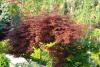 Acer Palmatum Variety