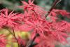 Acer Palmatum Variety