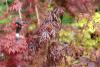 Acer Palmatum Variety