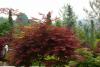 Acer Palmatum Variety