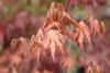 Acer Palmatum Variety