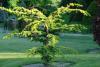 Cedrus Atlantica Aurea