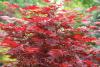 Acer Palmatum Kırmızı
