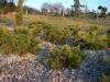 Juniperus Gold Spreading