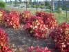 Nandina Domestica Firepower