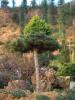 Pinus Sylvestris Mutant