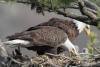 Kennedy Space Center Eagles