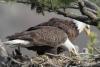 Kennedy Space Center Eagles