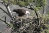 Kennedy Space Center Eagles4