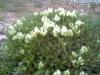 Astragalus angustifolus