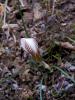 Crocus Reticulatus