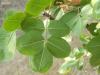 antep fıstığı yaprağı
