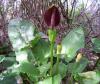 Dracunculus Vulgaris (ylan Ba),