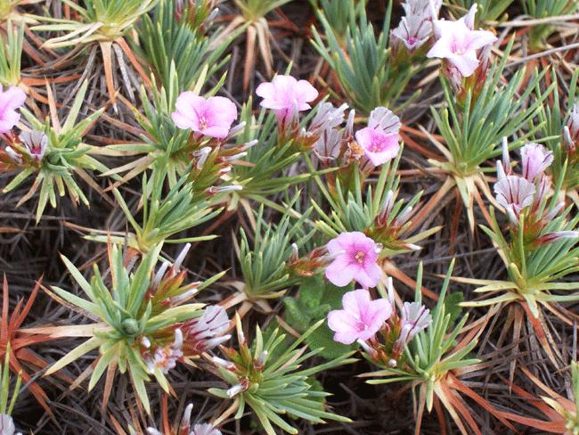 4212 geven - Geven Nedir? 4212 geven