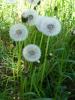 KARAHNDBA (Taraxacum officinale)